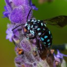波琉璃紋花蜂   Thyreus decorus 